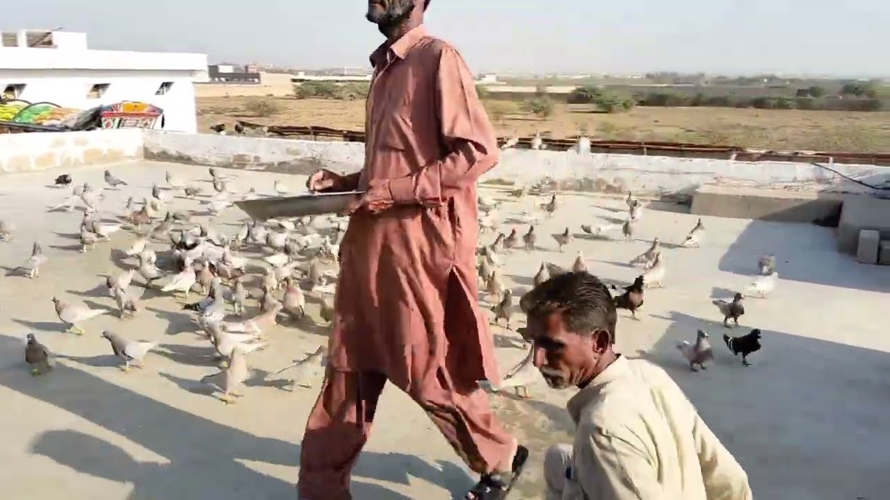 200+200 pigeons Macht || last day ..