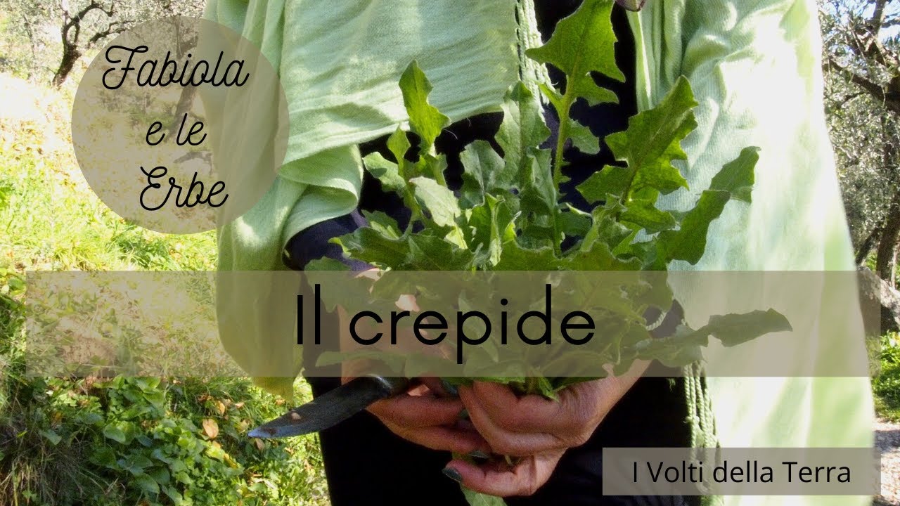 Fabiola e le erbe: il crepide