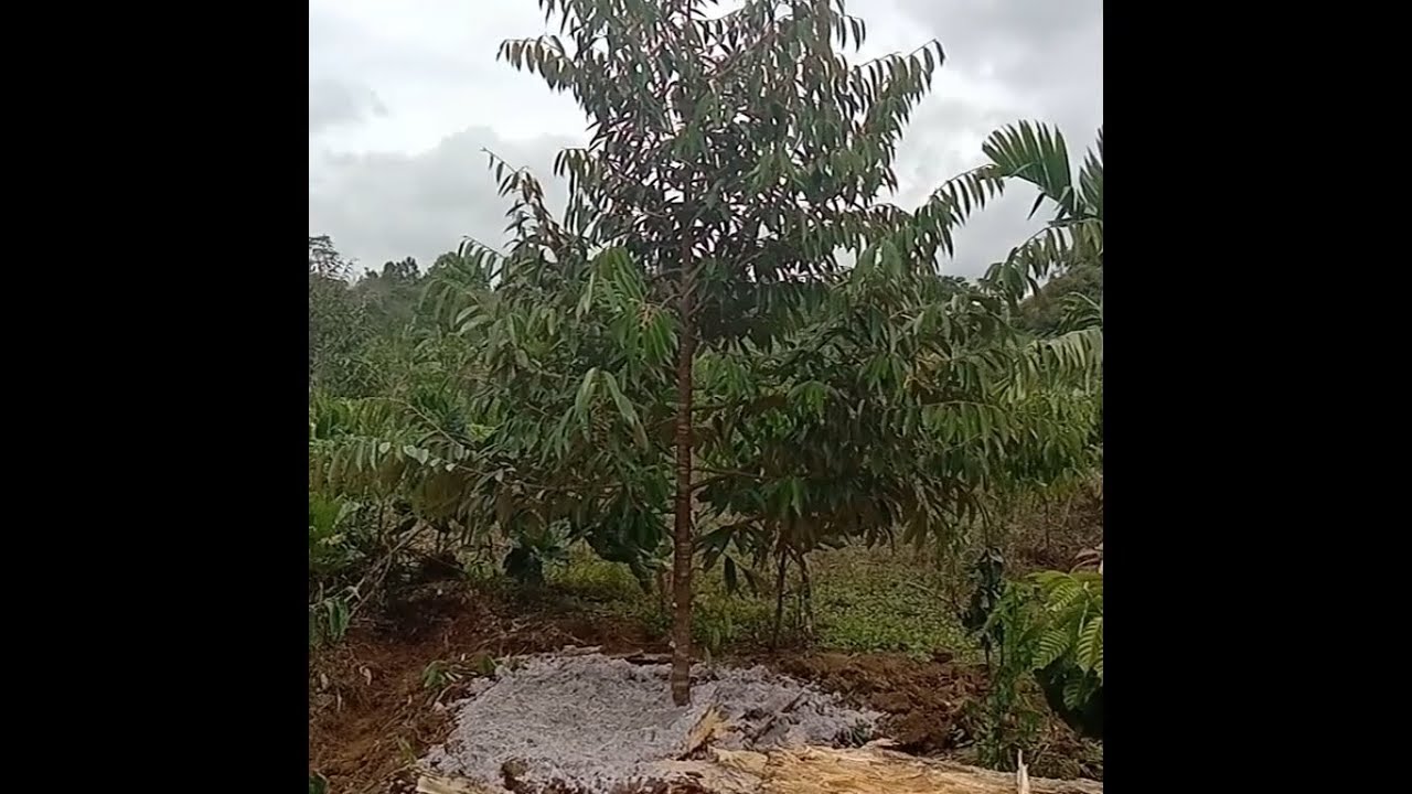 Pemupukan Dengan Abu Sekam di Kebun 