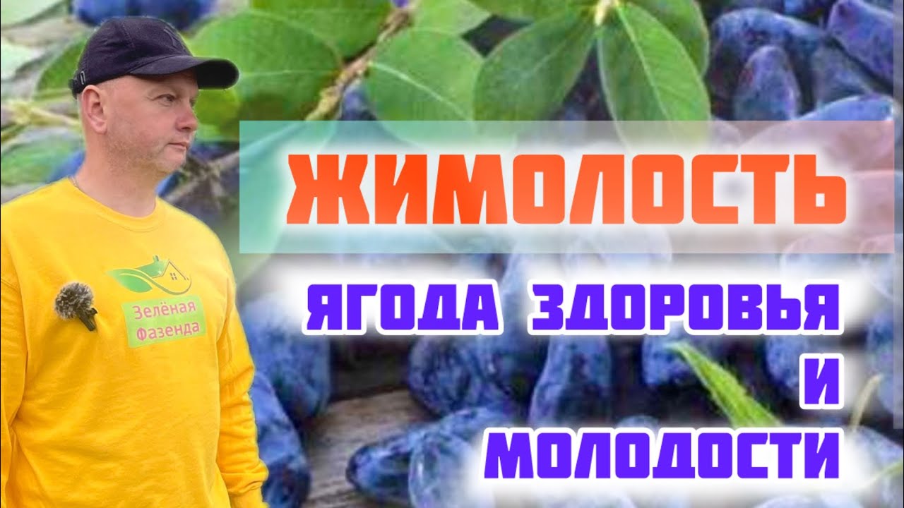 Жимолость агротехника.Важные правила успеха.