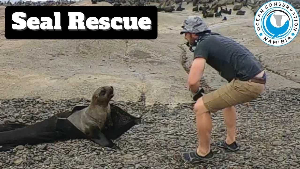 A Seal And His Rescuer