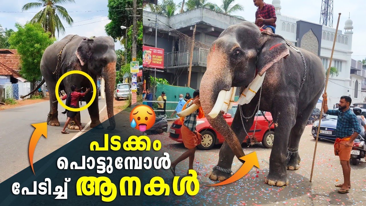 Ushasree Sankarankutty & Akkaramel Mohanan Mass Entry | Sweekaranam At Kattakambal Pooram 2023