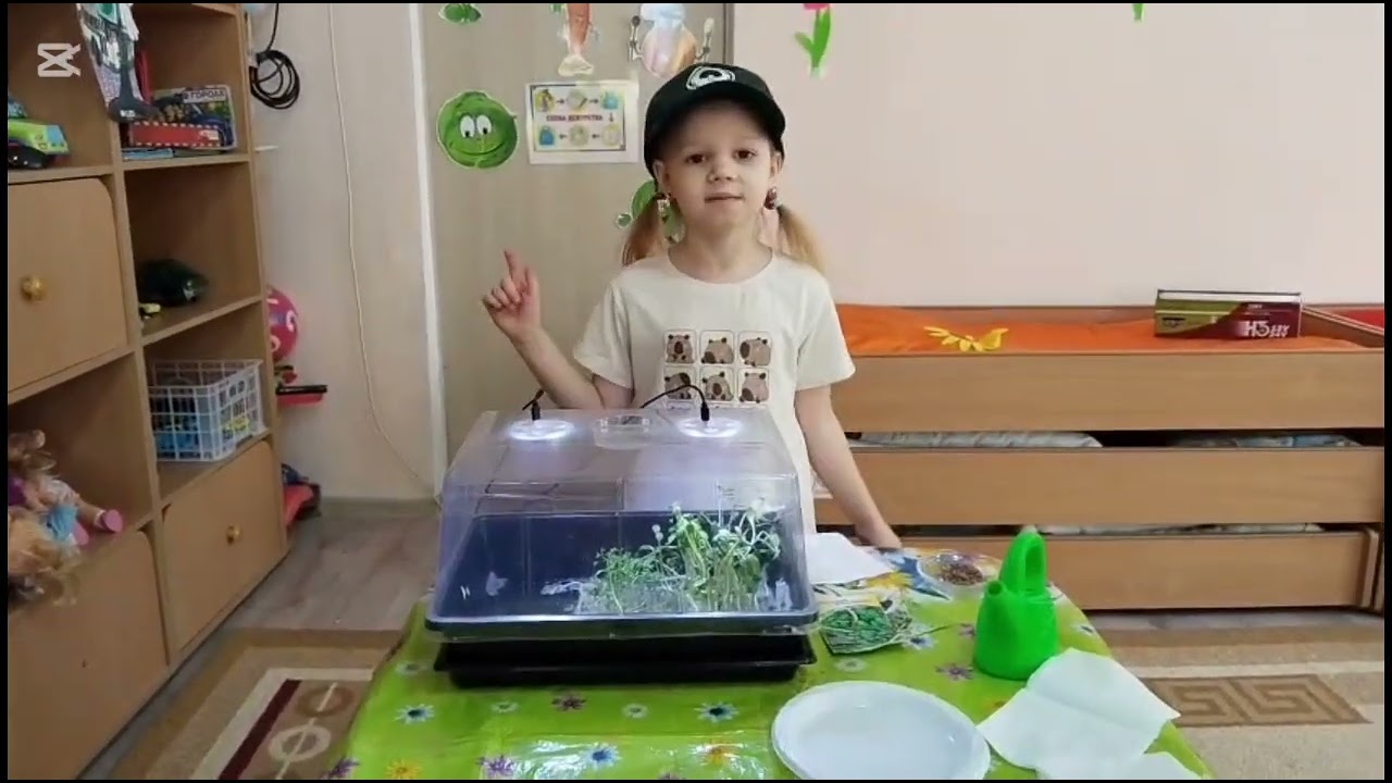 Мен зерттеушімін! Микрозелень. Назаренко Ксения 5 лет. Воспитатель Цветкова С.А.