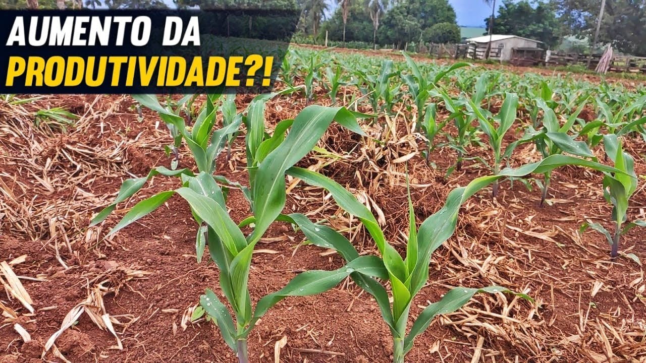 Testando o CALCARIO no MILHO para o AUMENTO da produtividade!