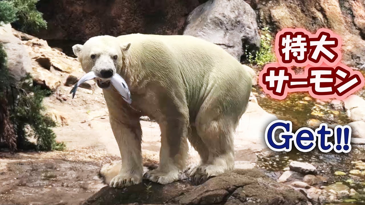 Белый медведь Гого