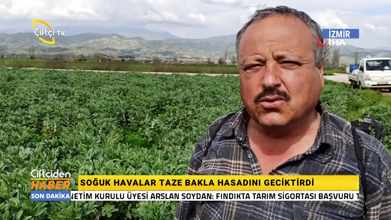Soğuk havalar taze bakla hasadını geciktirdi