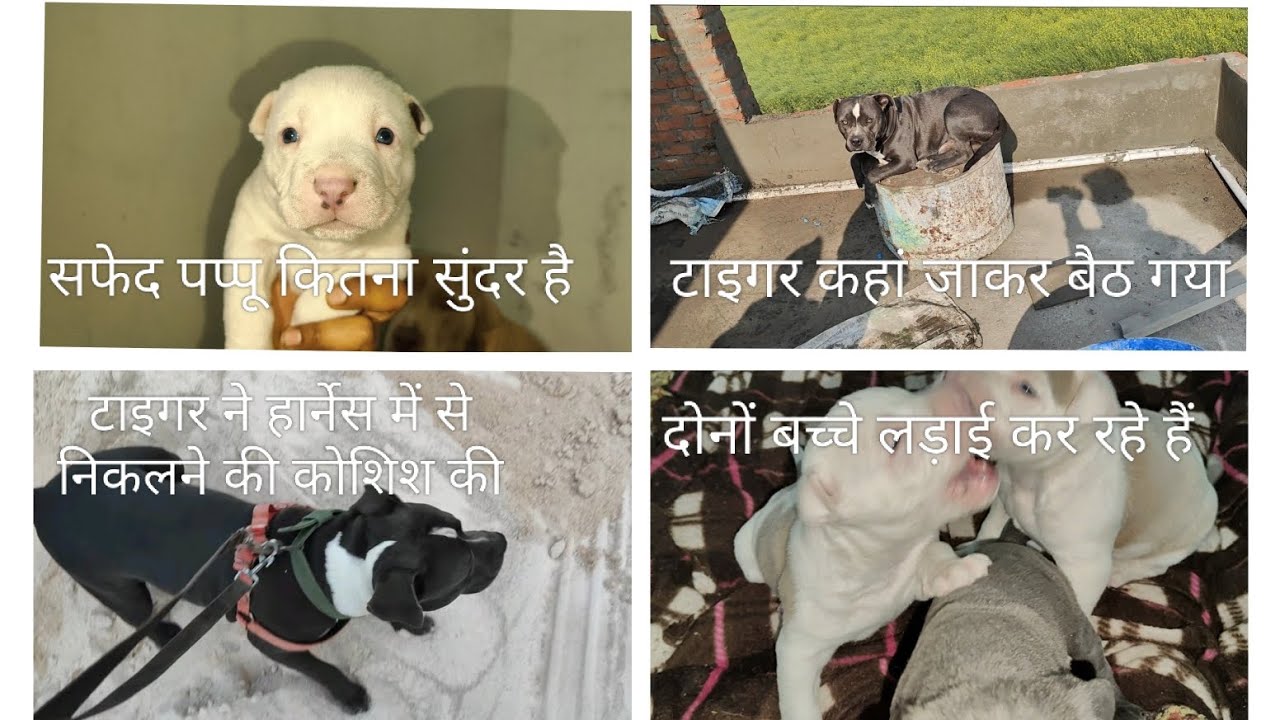 टाइगर कहां पर जाकर बैठ गया 😱 आज टाइगर हार्नेस में से निकाल जाता😱 #subscribe #my #youtubechanal 