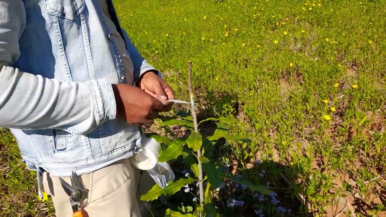 macadamia grafting