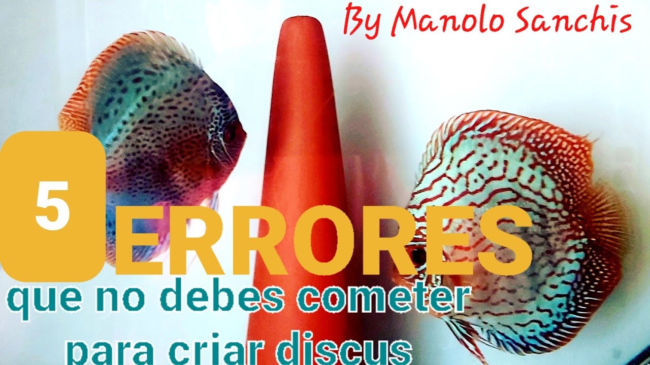 CRIA PECES DISCO | 5 Errores que no debes cometer