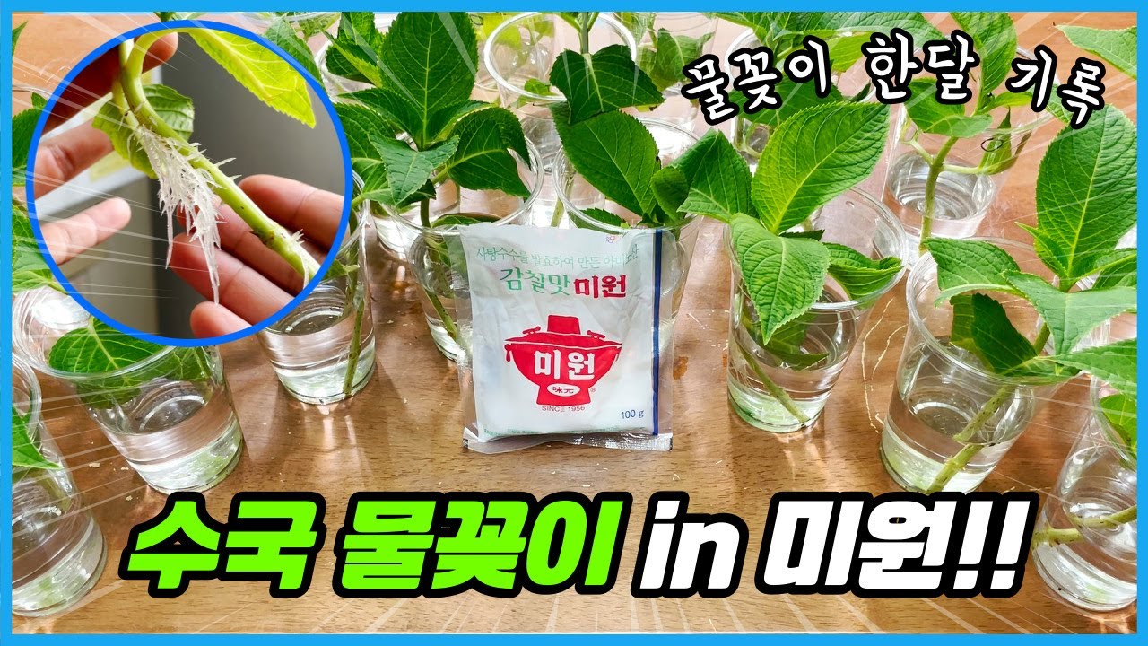 미원물로 수국 물꽂이를 해보았더니?? 28일 후 놀라운 결과가!!