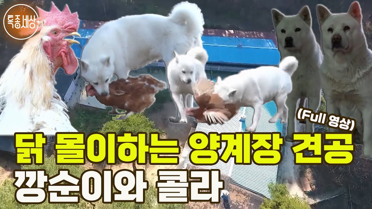 [특종세상] 9,000마리 닭을 키우는 양계장에서 닭 몰이하는 특급 견공 깡순이와 콜라 [Full영상]