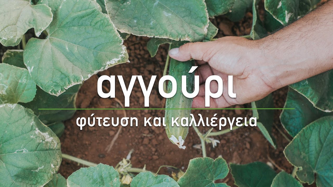 🥒 Αγγούρι: 7 μυστικά για την καλλιέργεια του - Τα Μυστικά του Κήπου