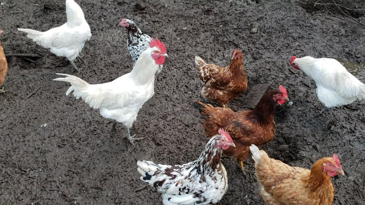 Muddy, smelly chicken run problems