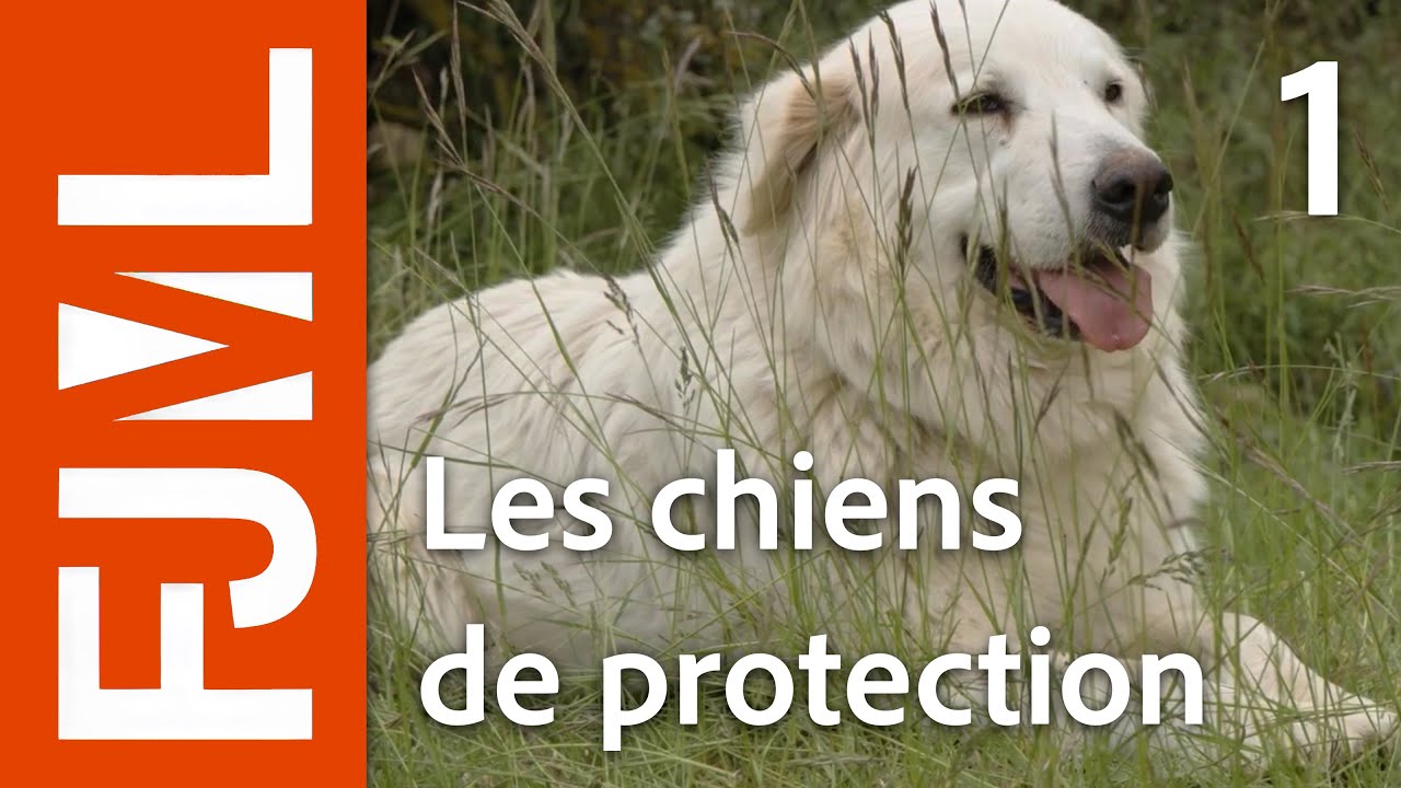Chiens et randonneurs : besoin d'un décodeur