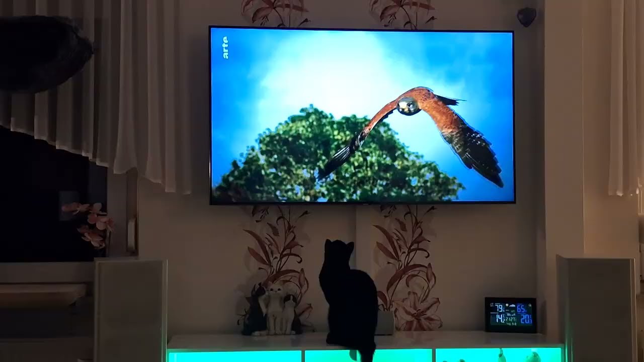 09.10.2025 - Bibi schaut Katzen-TV (2)