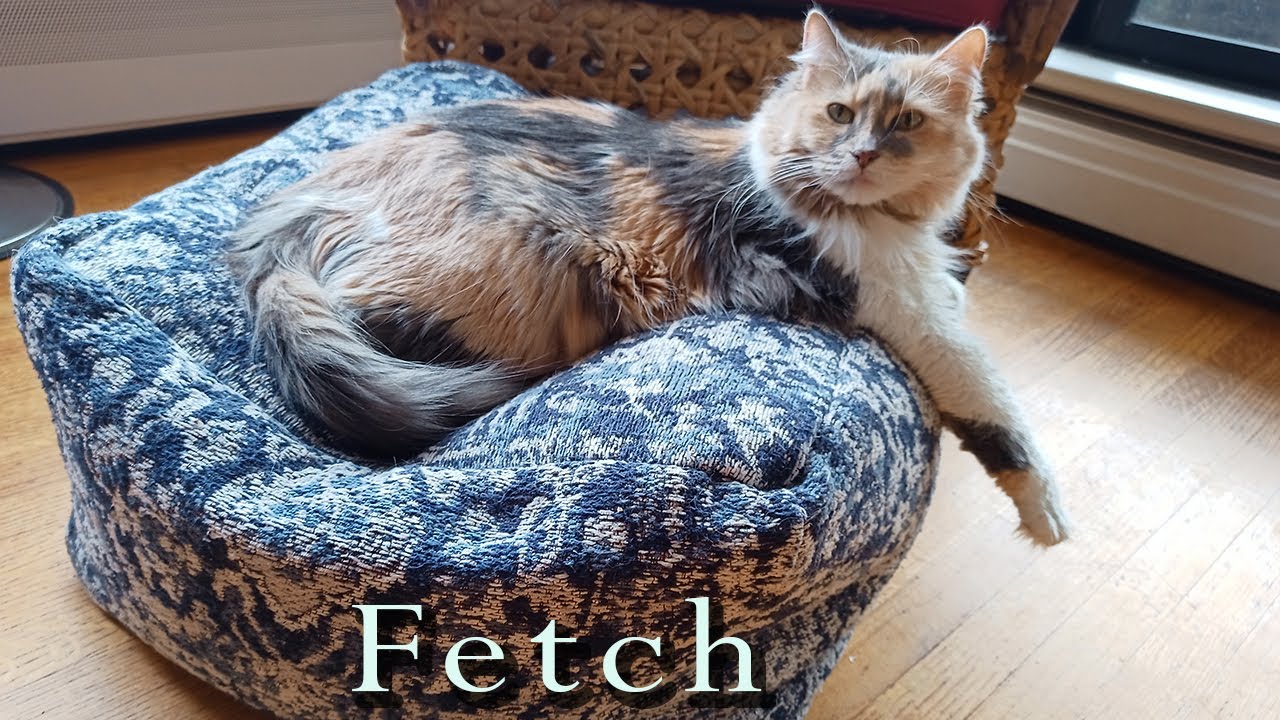 Yes, a cat video! Teach your cat to fetch and give them exercise + stimulation. Vancouver Canada.