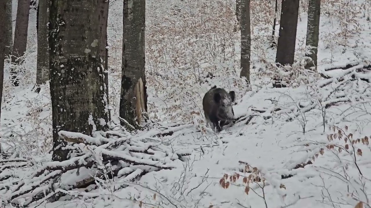 Wild boar hunting 31.01.2026