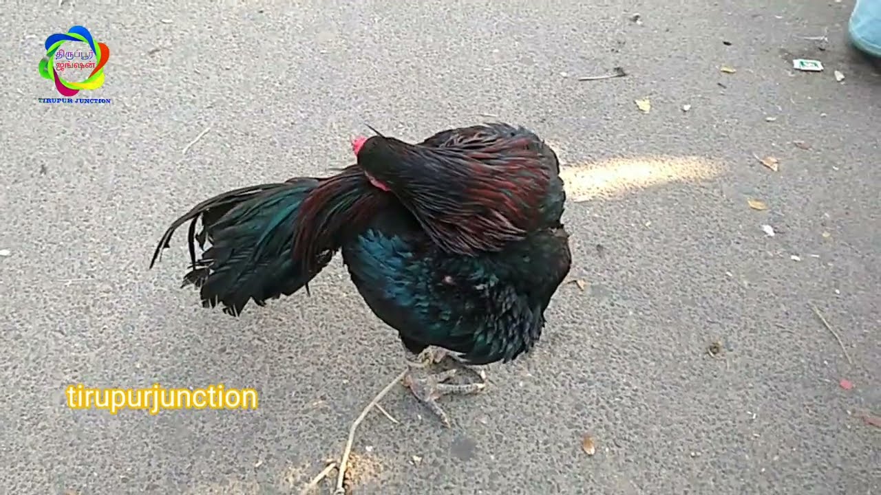 பொள்ளாச்சி சேவல் சந்தை 