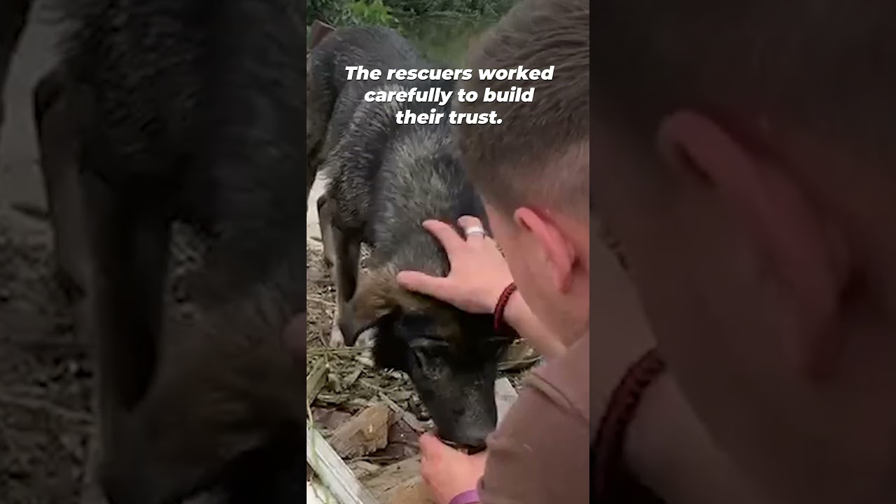 Heartwarming Rescue of Two Dogs Stranded in Ukraine&rsquo;s Flood #shortsvideo