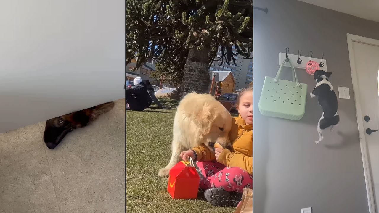 These dogs needs to chill