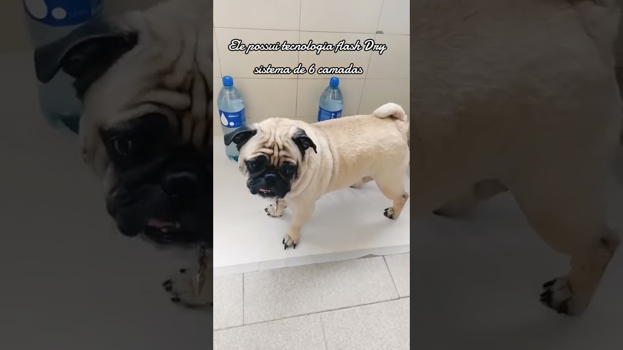 Cachorro com Estilo e Conforto