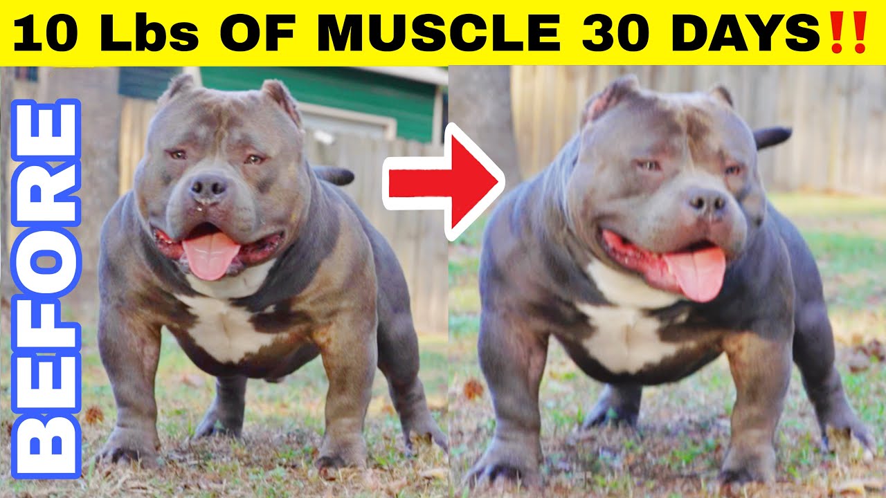 How This Dog Gained 2.5 Lbs of Muscle Weekly