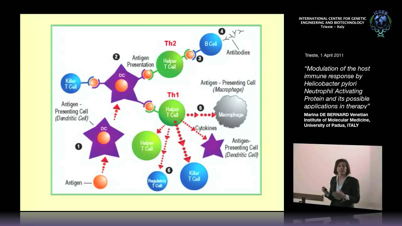 M. De Bernard - Modulation of the host immune response by Helicobacter pylori..