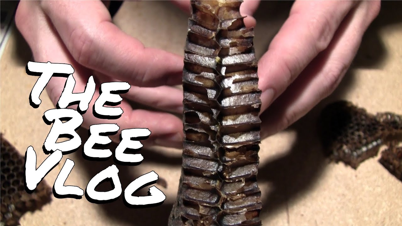 What makes the comb black? - Bee Vlog #124 - Mar 1, 2014