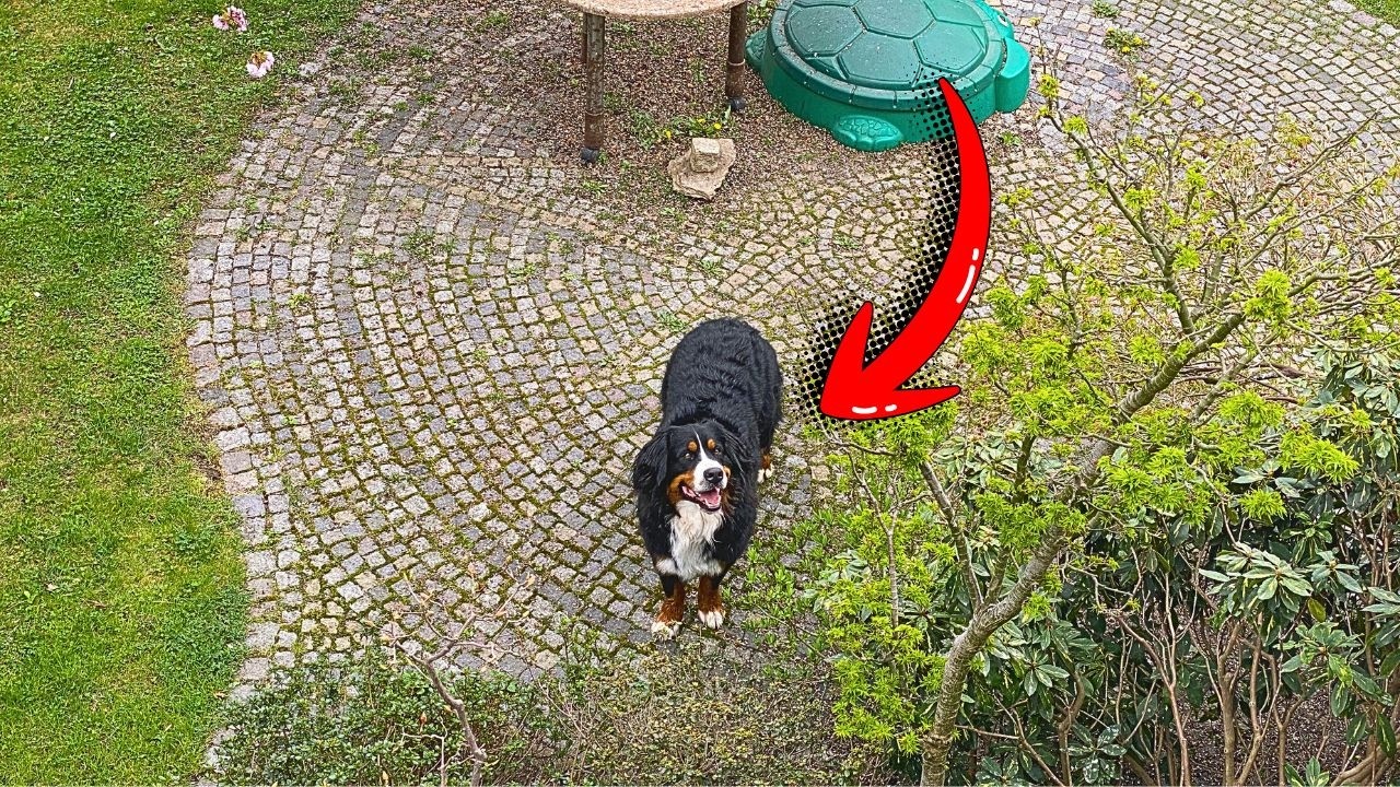 MELHOR FORMA DE CRIAR UM CACHORRO SAUDÁVEL