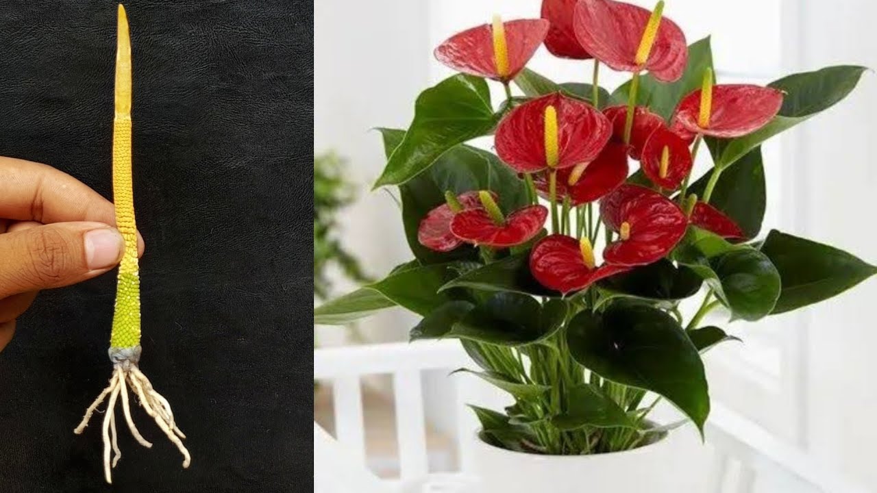 Propagation Of Anthurium From Leaves, Planting Anthurium In Eggs 100% Success