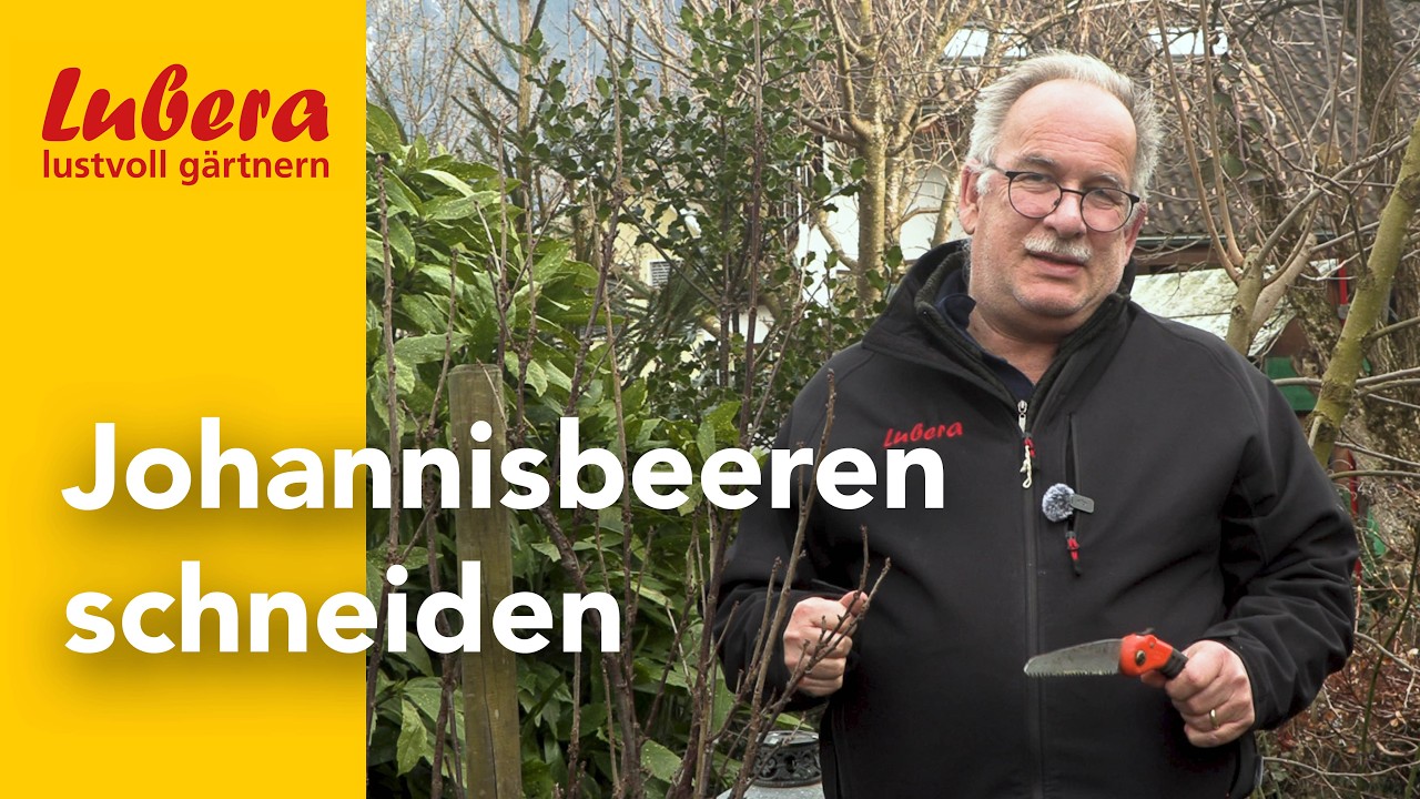 Johannisbeeren richtig schneiden: So schneidet man eine Johannisbeere für reiche Ernte