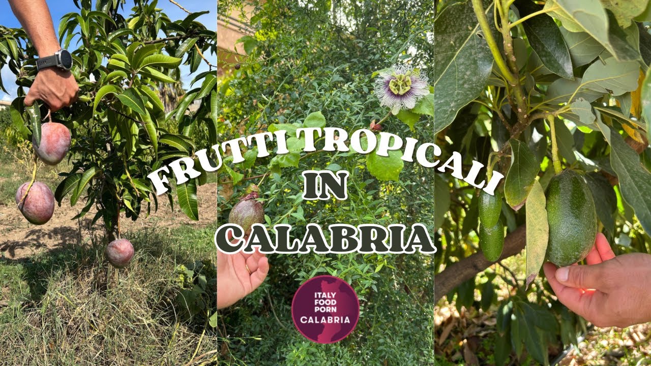 😱&ldquo;Ma davvero in Calabria crescono i frutti tropicali? 🥭🍈🌿&rdquo;