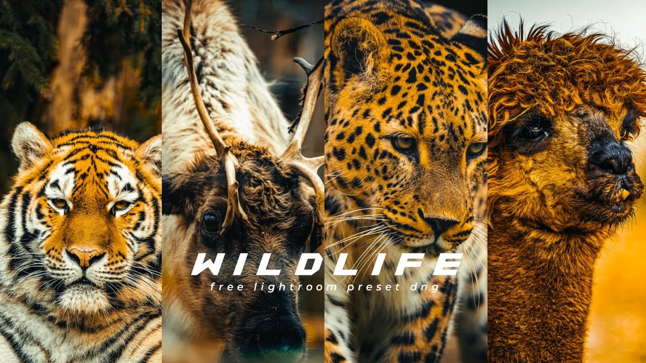 How to edit WildLife preset photos | Free download preset dng | lightroom mobile preset | FA Editing