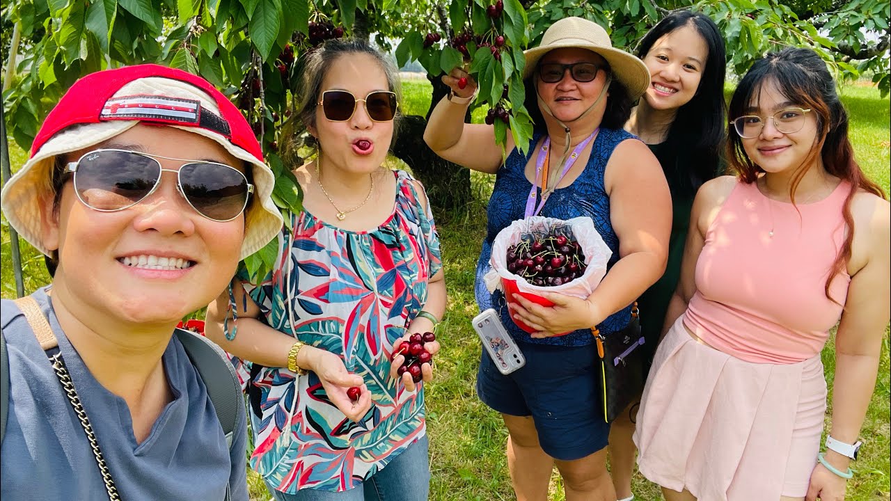 American Summer 2024 - Cherries Picking🍒 in Michigan 🩷❤️🧡💛💚