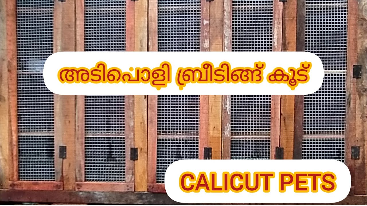 ഒരടിപൊളി പറവ ബ്രീഡിങ്ങ് കൂട് നിർമിച്ചാലൊ
