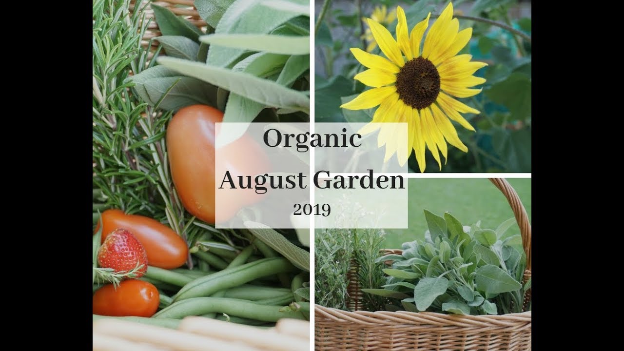 Late Summer Organic Vegetable Garden Tour ( August 2019)