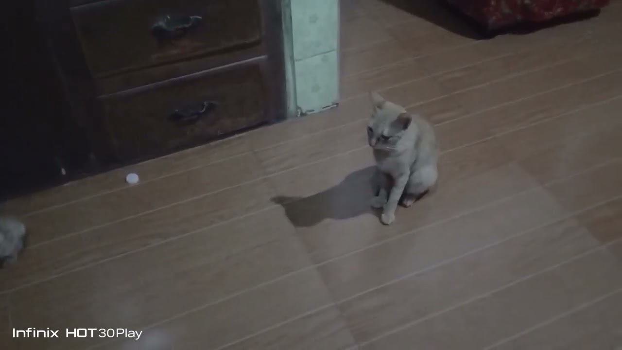 Animals bonding 