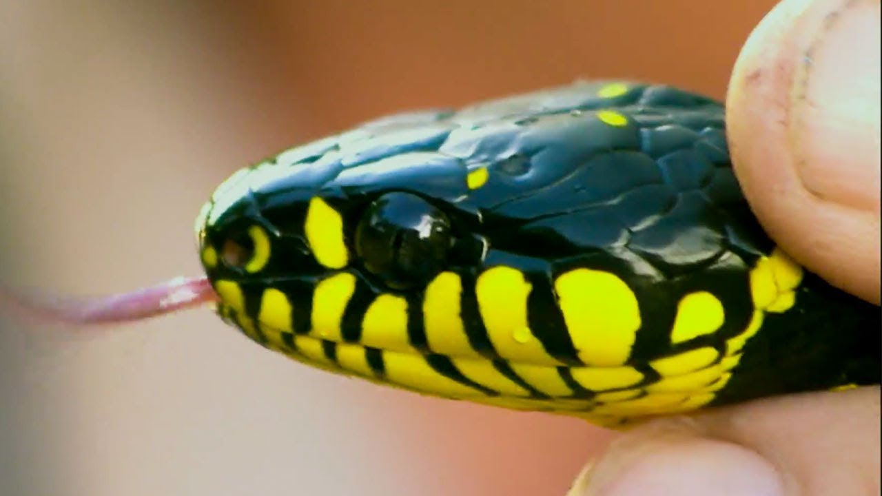 Venomous Snake Hiding on Tree!  | Deadly 60 | The Travel Edit