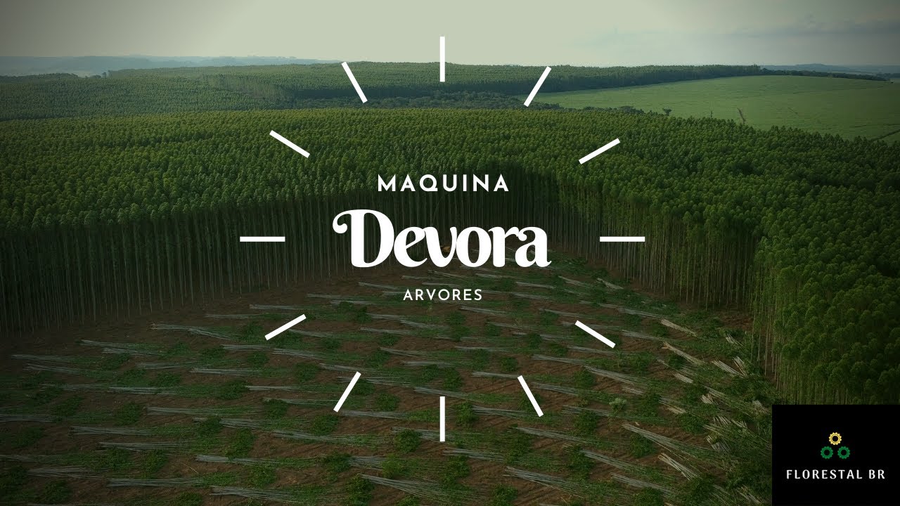 INCRIVEL!!! maquina florestal devora arvores (feller buncher)
