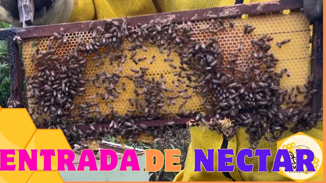 Conferindo entrada de Néctar!🐝🐝