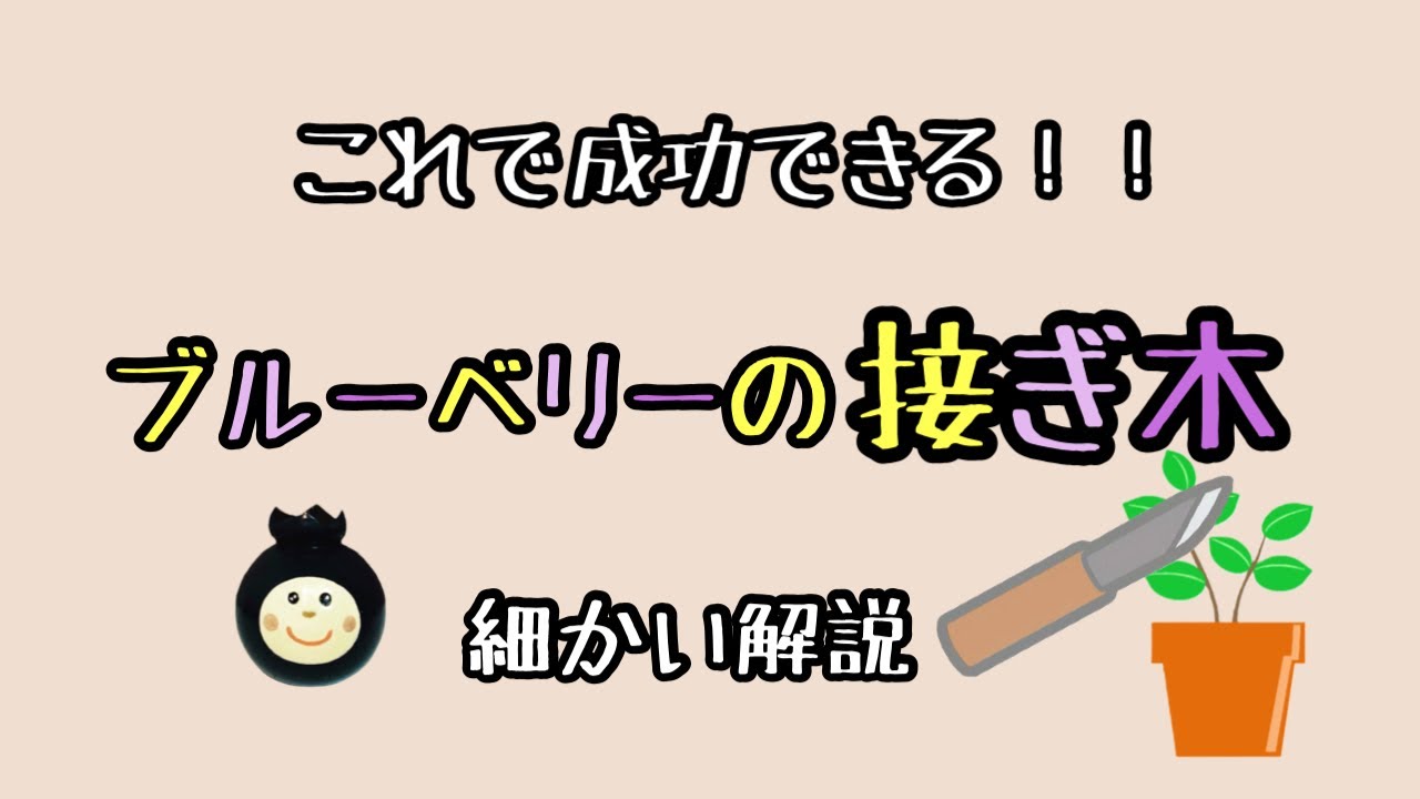 ★ブルーベリー接木★やり方解説します！