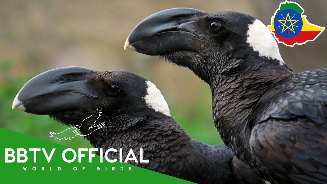 Birds Of Ethiopia | Most Beautiful Birds In The Ethiopia | Wildlife Documentary |  BBTV Official
