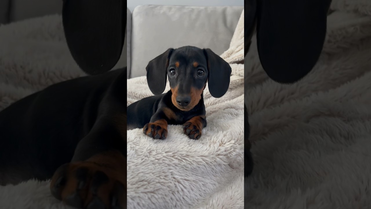 You have to stop pretending you don&rsquo;t want a wiener dog ❤️ #fyp #cute #puppy #dog #dogs #dachshund