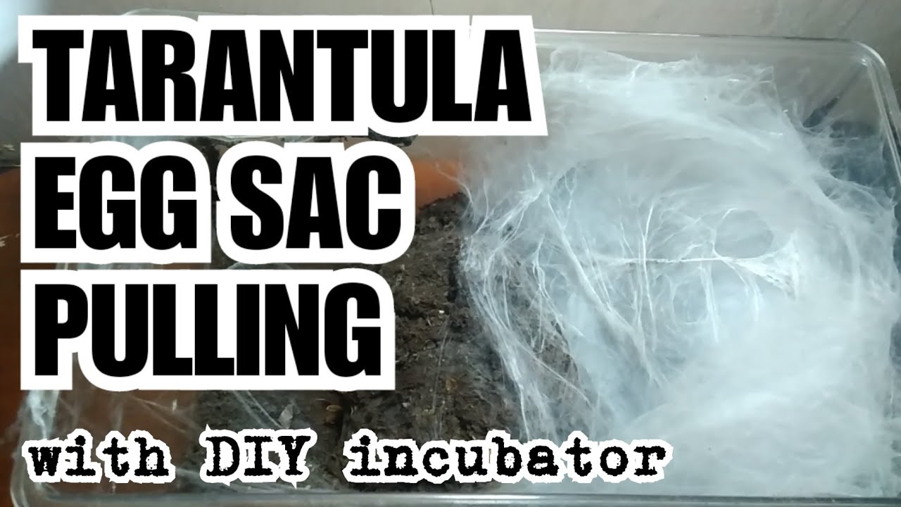 Tarantula Egg sac pulling