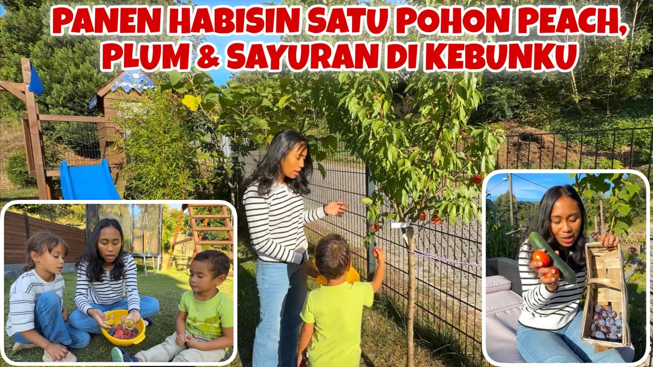 AKHIRNYA BISA PANEN BUAH PEACH DARI POHON MINI DIKEBUNKU