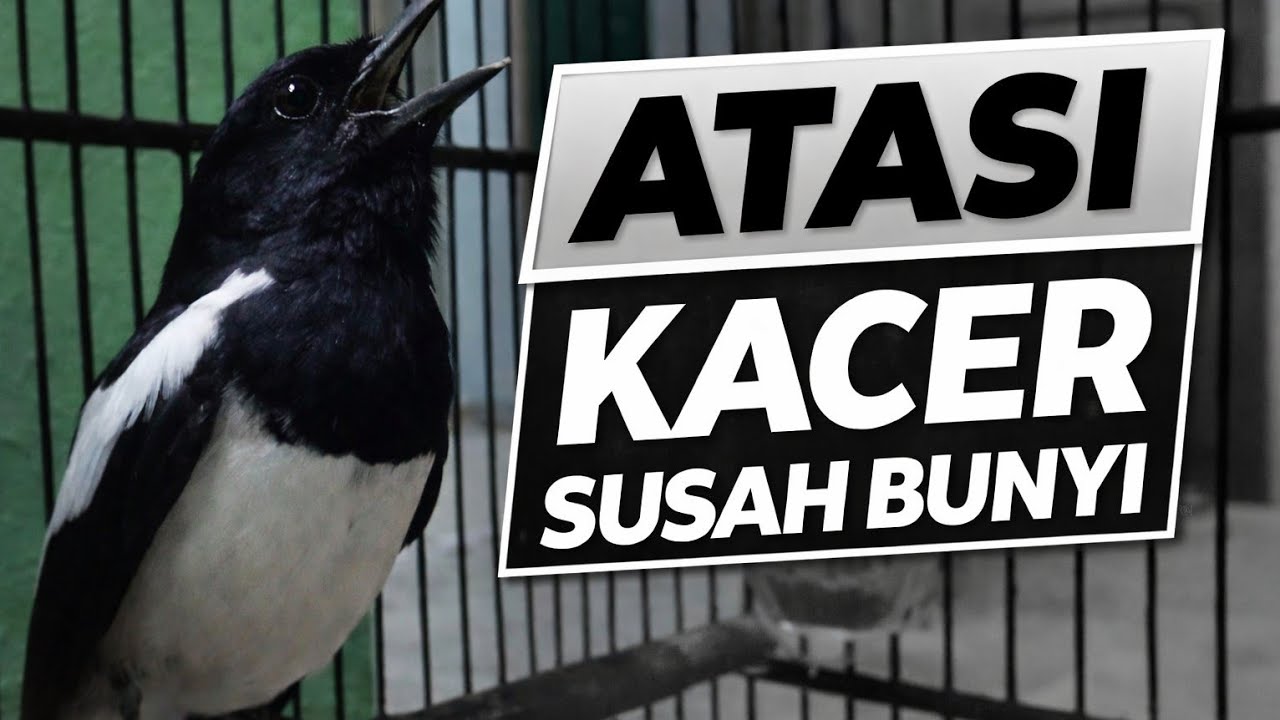 Terapi Kacer malam hari tersukses jaminan KACERMU auto ngamuk