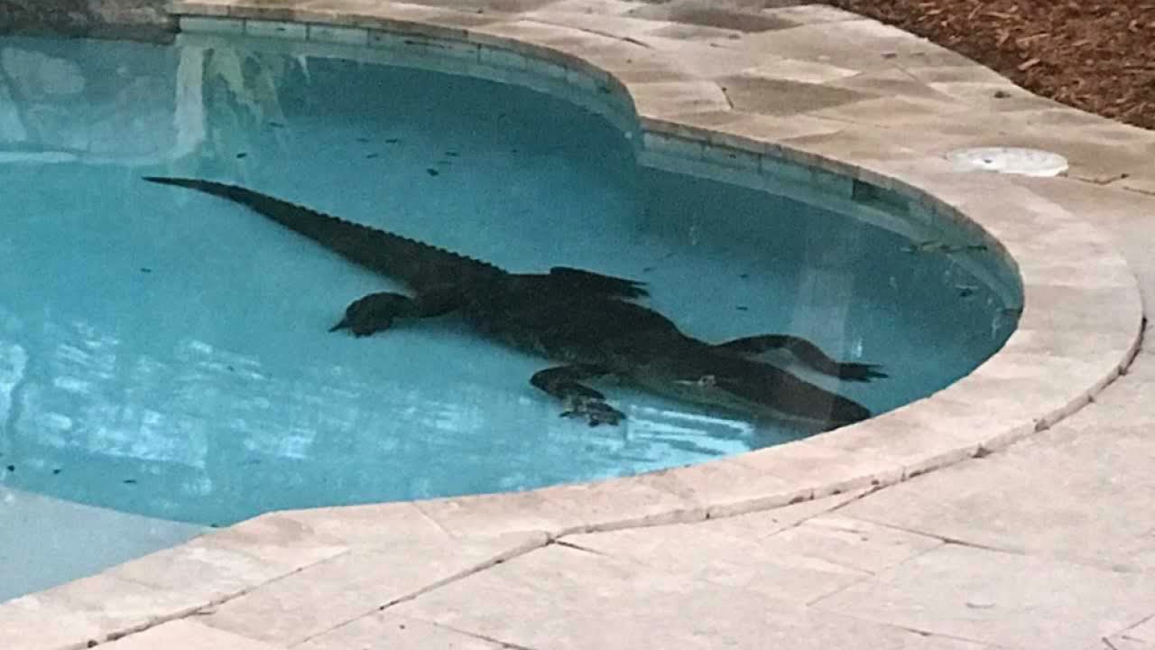 Dirty Work Wednesday: The neighbor has a swimming pool | Mike and Becca