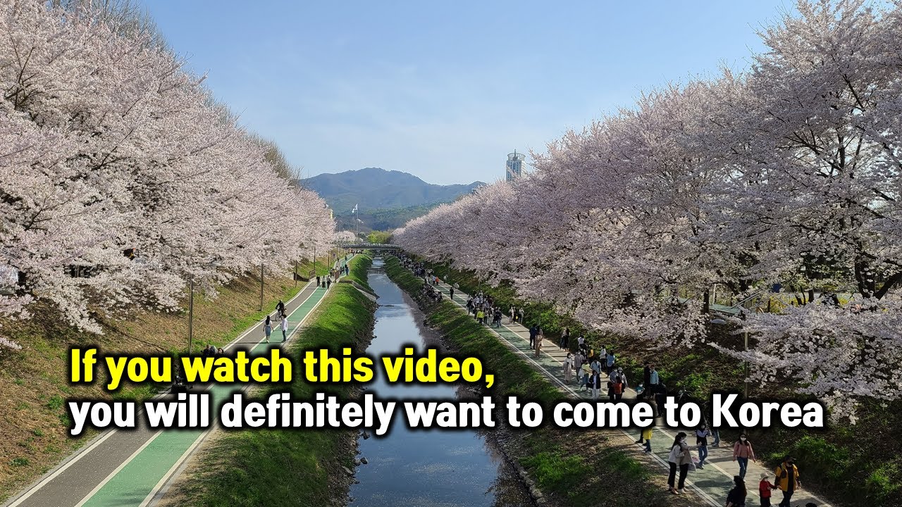 Best 7 cherry blossom spots in Seoul, Korea