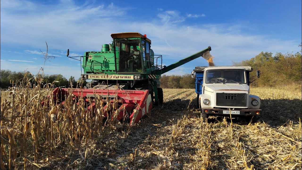Уборка кукурузы 🌽 Ладожская порадовала!