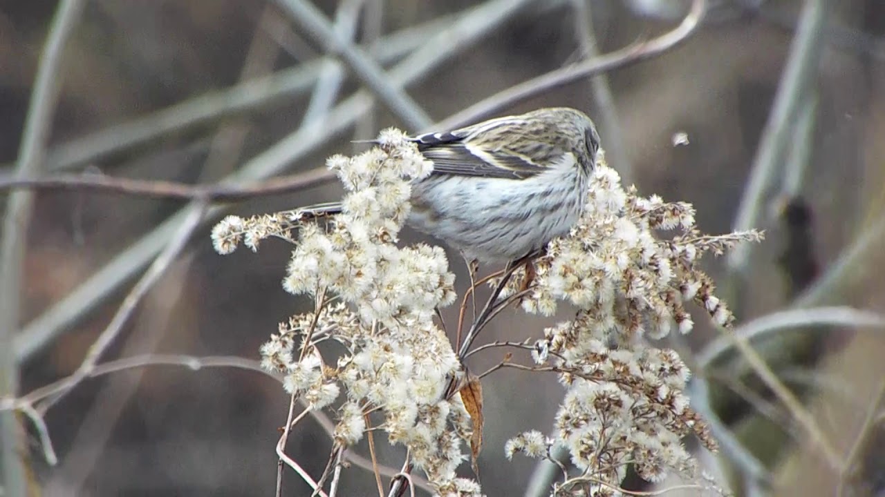 Czeczotka (Acanthis flammea)